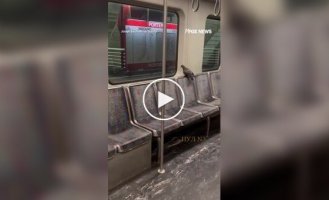 Голубь прокатился в американском метро
