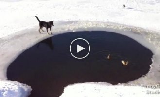 A bad hunter or how ducks teased a dog