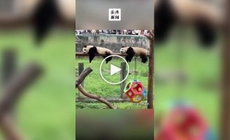 Pandas amuse visitors with their synchronicity
