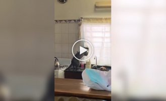 Пушистый любитель чужих ссор