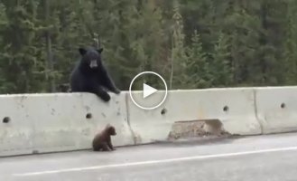 Мама медведь, спасает детеныша