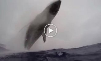 Завораживающий прыжок горбатого кита попал на видео