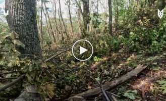 Воины ССО уничтожили группу военных РФ, которые пытались закрепиться на новых позициях