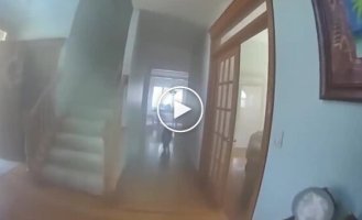 Хорошо воспитанный пес