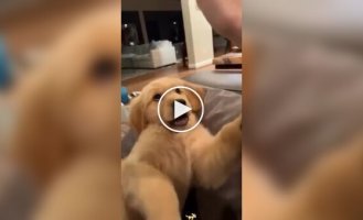 З життя золотистих ретріверів