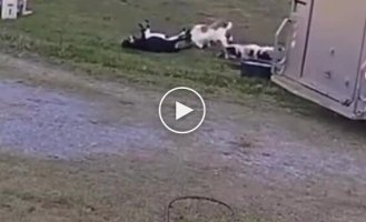 Козы, падающие в обморок