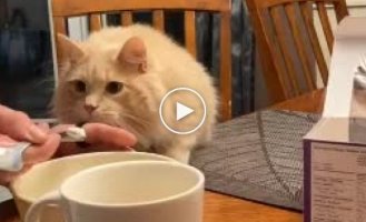 The cat tried ice cream for the first time and couldn’t cope with his emotions