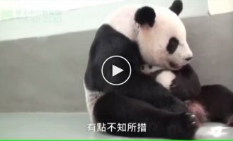 Mom panda sees her baby for the first time