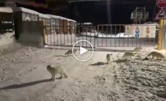 В Норильске нашествие песцов