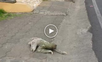 Необычный и медленное животное в Коста-Рике