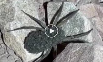 A little bit of cuteness: a female wolf spider with her babies
