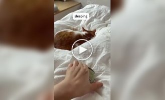 Смішні реакції котів на корм