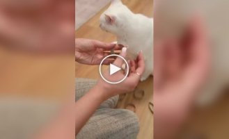 Игрушка для кошки своими руками