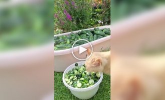 Главный любитель огуречных попок