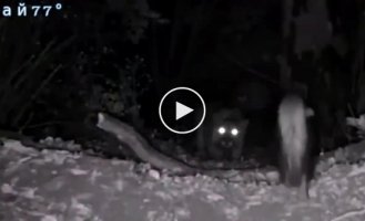 A brave skunk chased away a cougar and activated a video camera recording in a nature reserve.