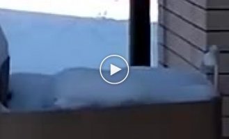 «Замуровали, демоны!» Эффектный побег зайца с участка