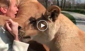 Lionesses saw this woman and pounced on her... What happened next is amazing!