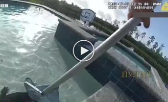 Полицейский поймал аллигатора голыми руками