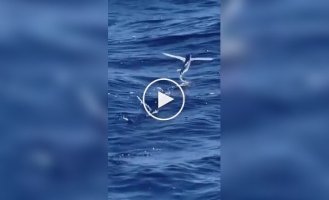 Літаюча риба