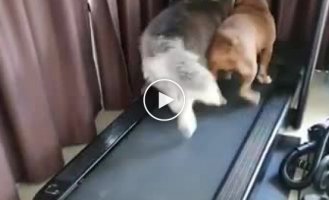 Хаски и питбуль пытаются поделить беговую дорожку