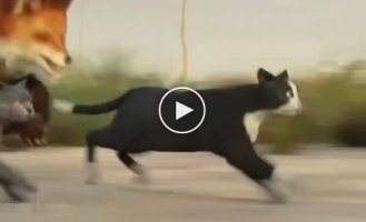Running speed of different animals