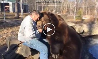 Большой медведь играет с человеком