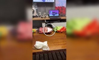 Кот стащил кусок мяса из тарелки