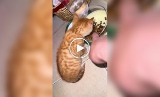 Kitten doesn't want to share food