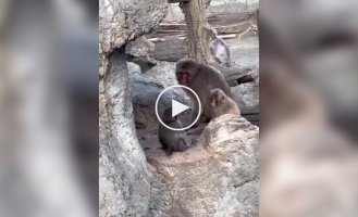 Обезьянка Панч учится отстаивать свои границы