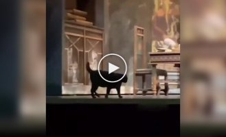 The cat decided to walk across the stage during the performance