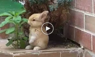 Netizens were touched by a rabbit enjoying a plant