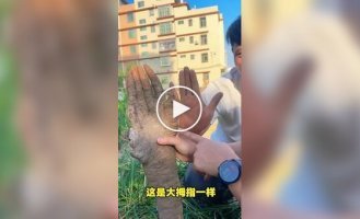 Китаец выкопал овощ, похожий на человеческую руку