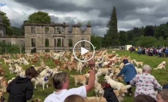 The largest meeting of golden retrievers took place in Scotland