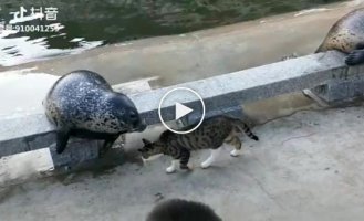 Кот прогнал с дороги тюленя
