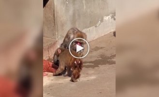 Панч защищает свою игрушку