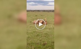 Two lions met in the savannah