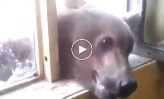 Медведь попытался залезть в дом через окно