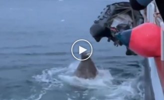 A walrus woman made a hole in the boat of Russian tourists