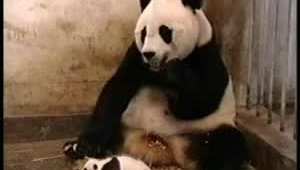 Панда маленькая чихнула