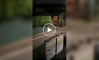 A gang of capybaras walks through the city at night