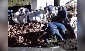 Тисячі крабів втекли з вантажівки, що перекинулася.