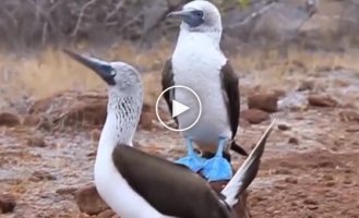 Голубоногая олуша - одна из самых стильных птиц планеты