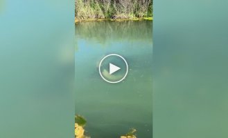 The Indian water buffalo is an amazing diver, capable of staying underwater for up to five minutes.