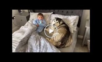 Four-legged nanny puts baby to bed