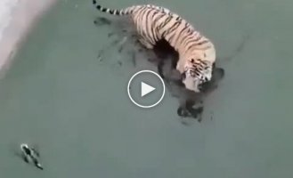 Tiger and duck