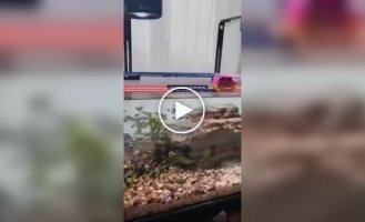 Голодные игры в аквариуме