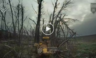 Soldiers of the 3rd separate assault brigade clear the forest belt from occupiers
