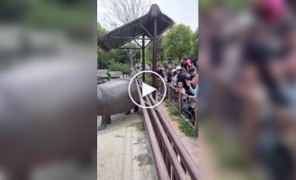 Бегемот оригінально відігнав роззяв