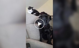 Кот-диктатор - горе в семье