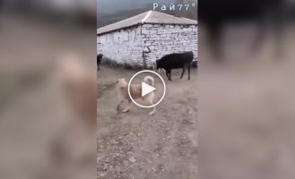 A bull broke up a dog fight